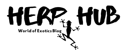 Welcome to the Herp Hub: Your Gateway to the World of Exotics!