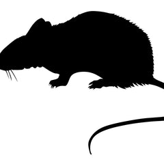 Collection image for: Rats