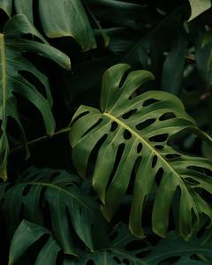Collection image for: Live Plants