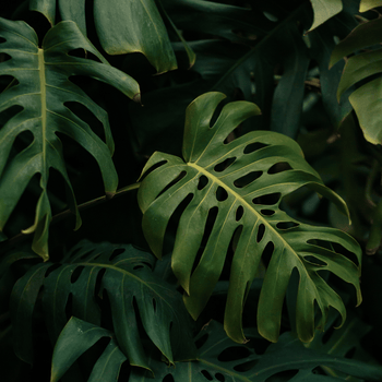 Live Plants