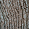 Natural Decor