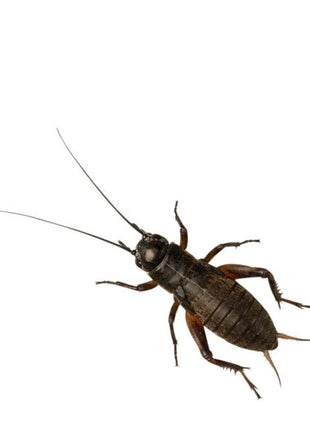 Black Crickets