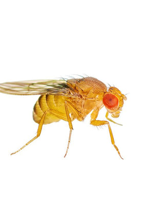 Flightless Golden Fruit Fly Culture (D.melanogaster)