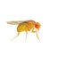 Flightless Golden Fruit Fly Culture (D.melanogaster)