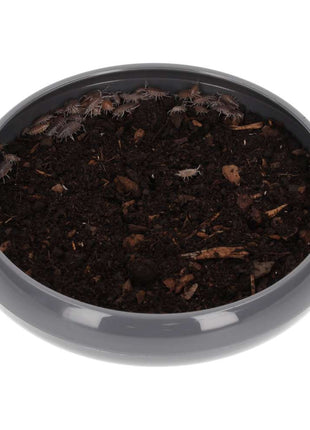 Tropical Grey Woodlice (Trichorina sp) Pre-pack
