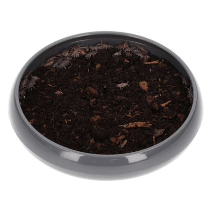 Tropical Grey Woodlice (Trichorina sp) Pre-pack