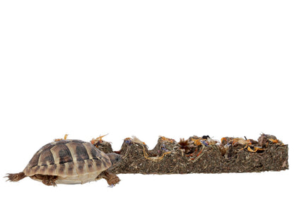 Prorep Tortoise Foraging Bar Flower 45g