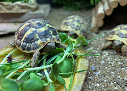 Microgreen Munch Mix - Tortoise
