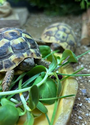 Microgreen Munch Mix - Tortoise