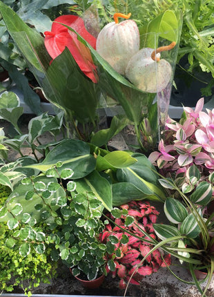 Medium Tropical Plant Bundle