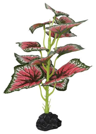 Terrestrial Begonia Salsa 27cm