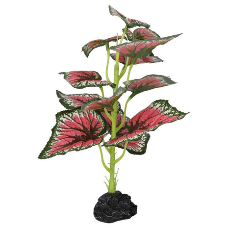 Terrestrial Begonia Salsa 27cm