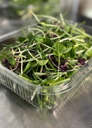 Microgreen Munch Mix - Tortoise