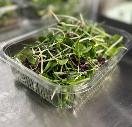 Microgreen Munch Mix - Tortoise