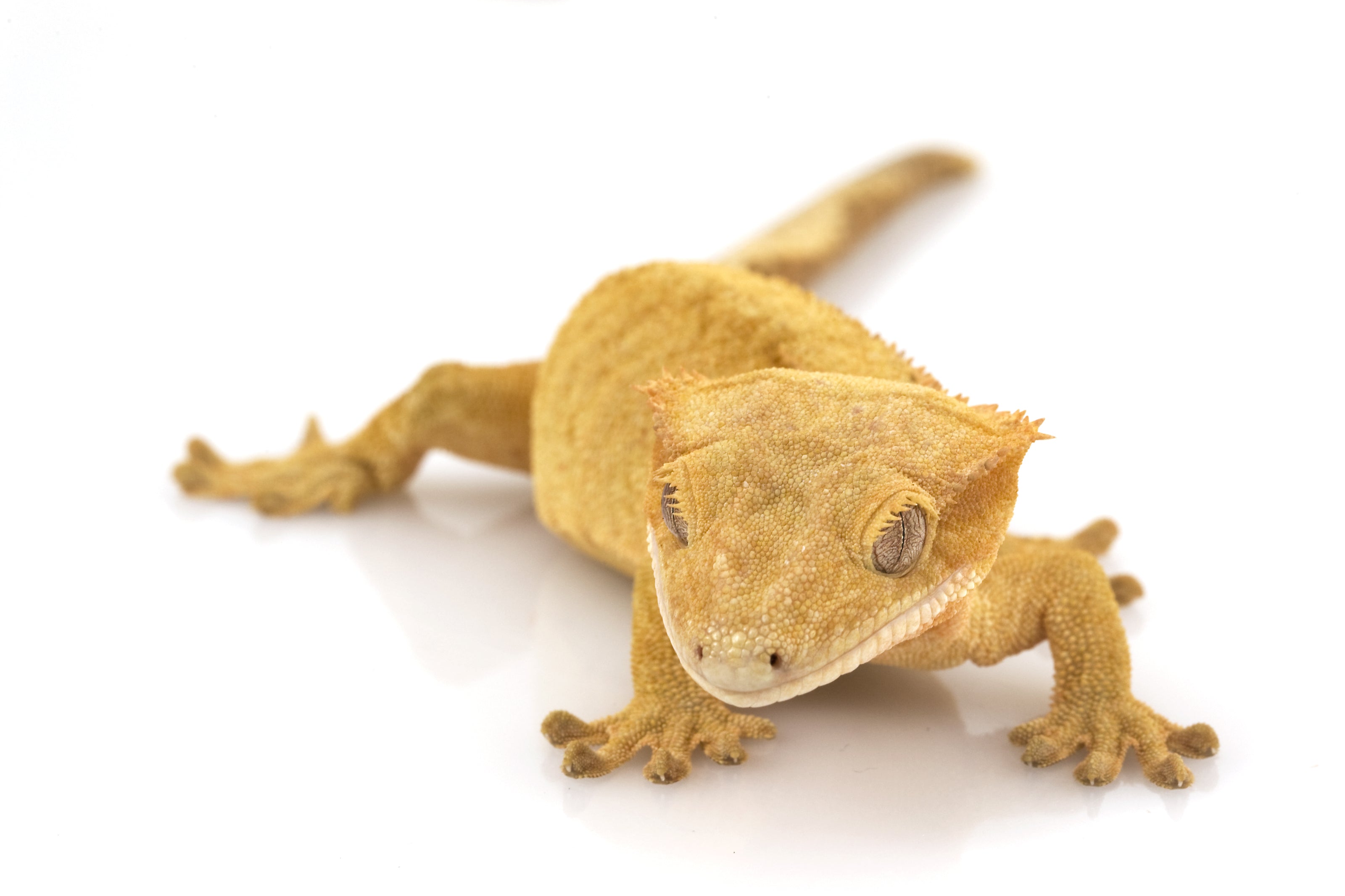 About Us – World of Exotics