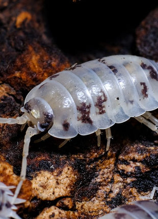 Dairy Cow Woodlice (Porcellio laevis) Pre-pack