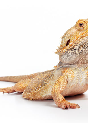 Bearded Dragon Setup - Gold