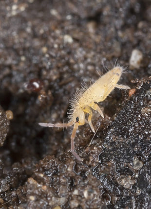 Springtails