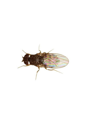 Fruit Fly Culture (Drosophila)