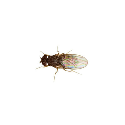 Fruit Fly Culture (Drosophila)