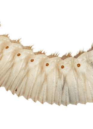 Fruit Beetle Grub (Pachnoda)