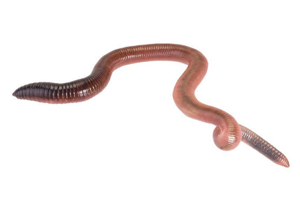 Giant Lob Worms (Lumbricus)