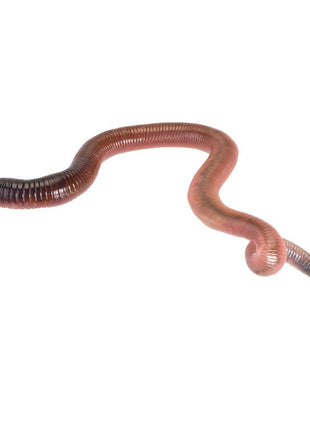 Giant Lob Worms (Lumbricus)