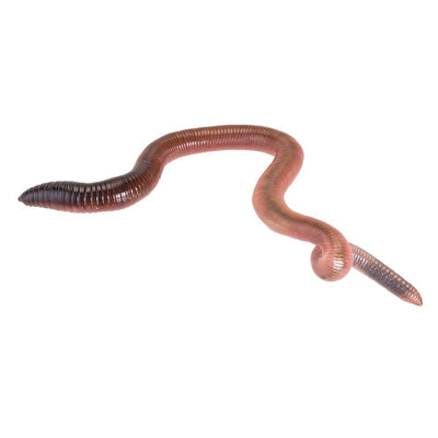 Giant Lob Worms (Lumbricus)