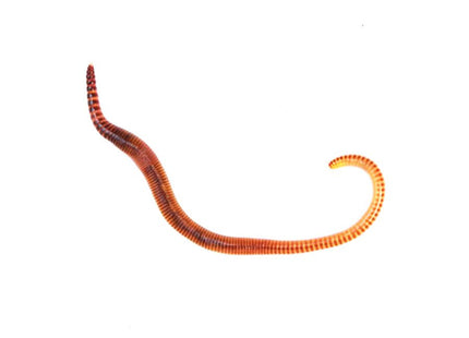Small Worms (Dendrobaena)