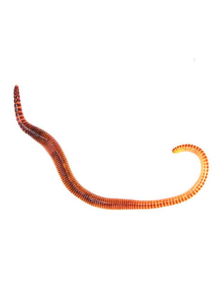 EarthWorms (Dendrobaena)