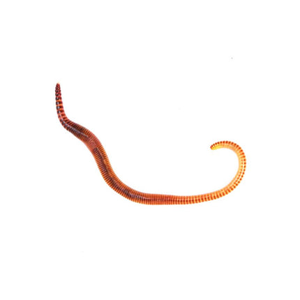 EarthWorms (Dendrobaena)