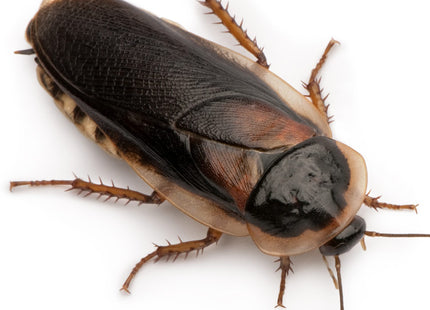 Dubia Roach