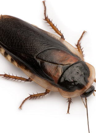 Dubia Roach