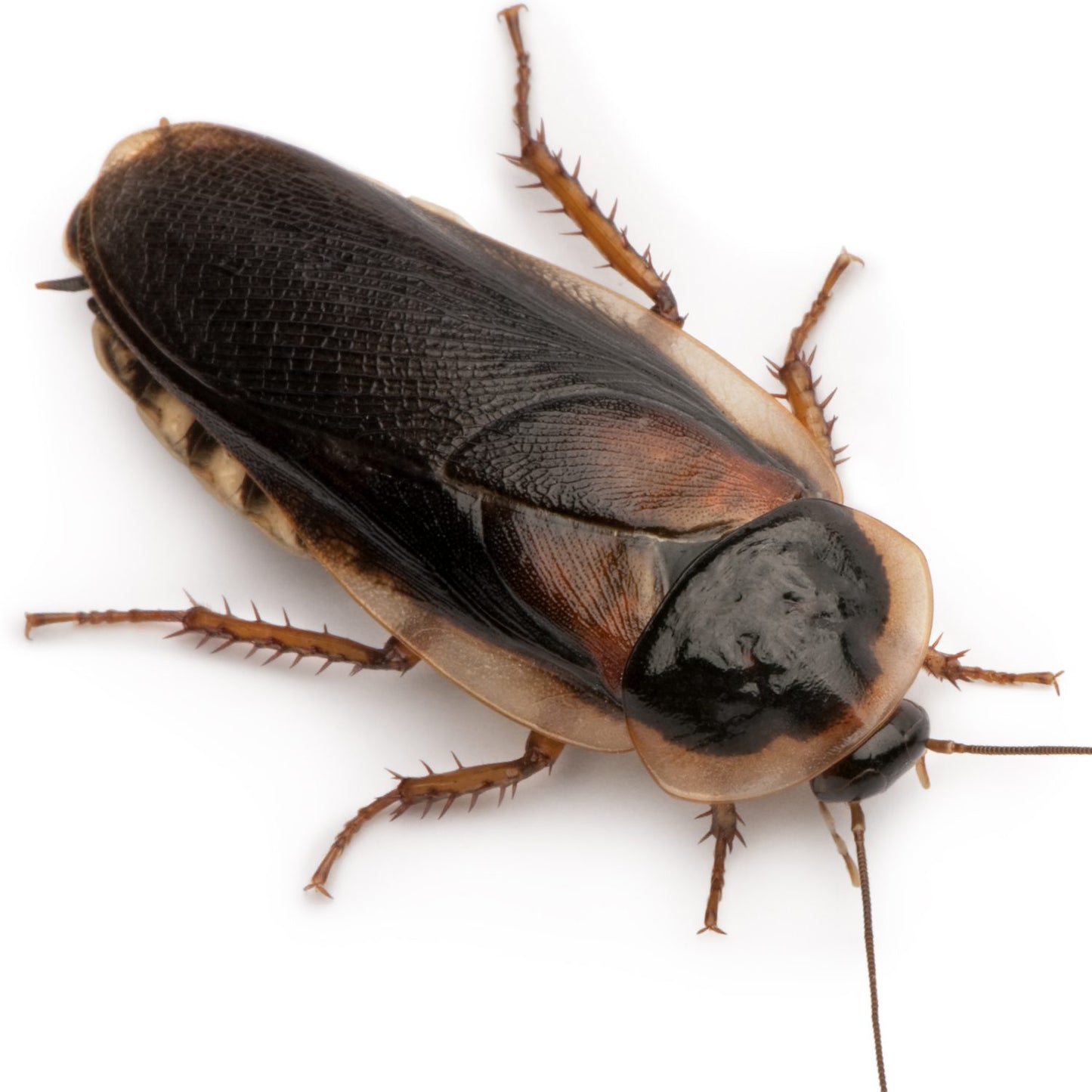 Stunning Dubia Roach Temperature Gradients image