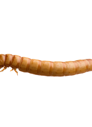 Mealworm