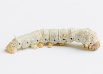 Silkworm