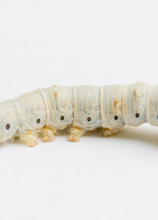 Silkworm