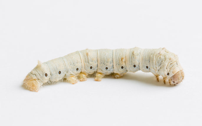 Silkworm