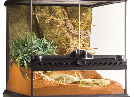 Terrarium Mini