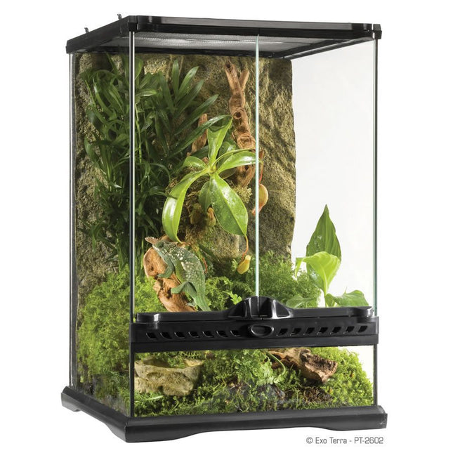 Terrarium Mini