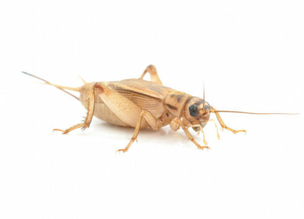 Silent Crickets