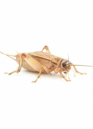 Silent Crickets
