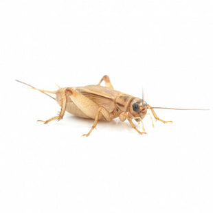 Silent Crickets
