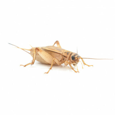 Silent Crickets