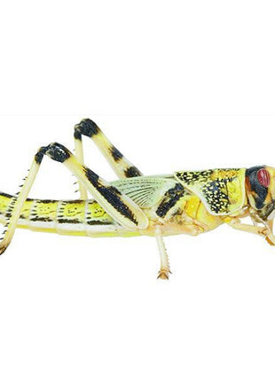 Locusts