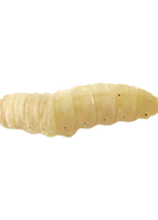 Waxworm